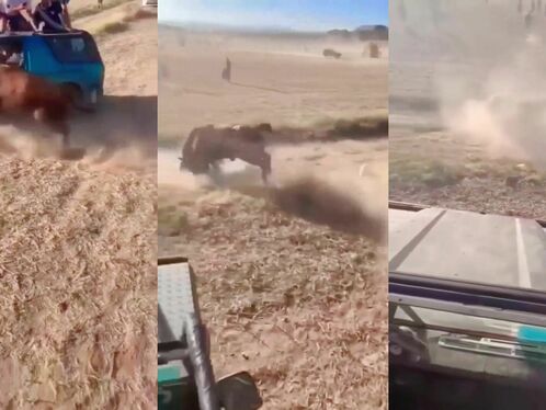 Have You Ever Seen A Bull Do A Forward Somersault?