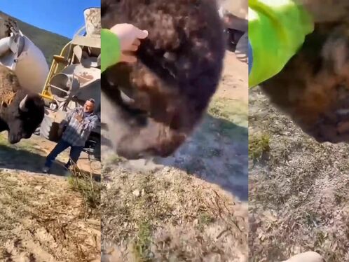 Petting And Getting Close To Bison