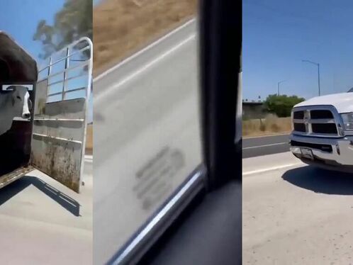 Cows Escape On Highway