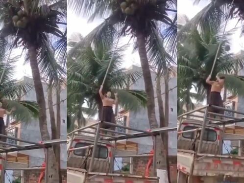 Coconuts Are Dangerous