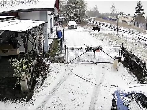 Wild Boars Are No Joke