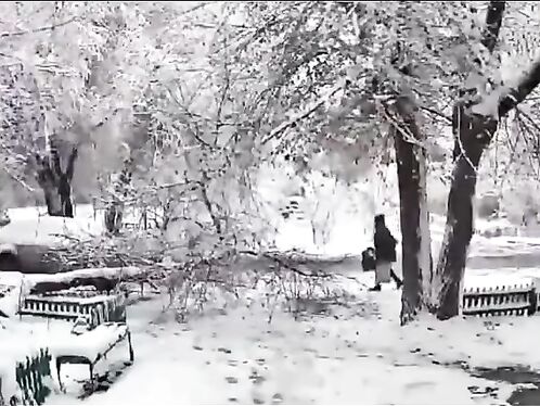 Dangers Of Heavy Or Wet Snow To Trees