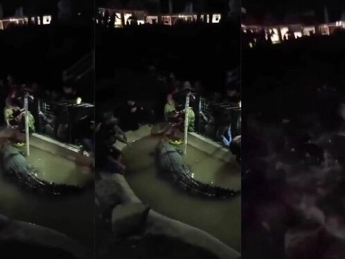 Time To Feed My Pet Alligator