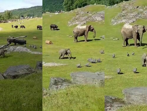 I Ran Back So Fast, Hahaha