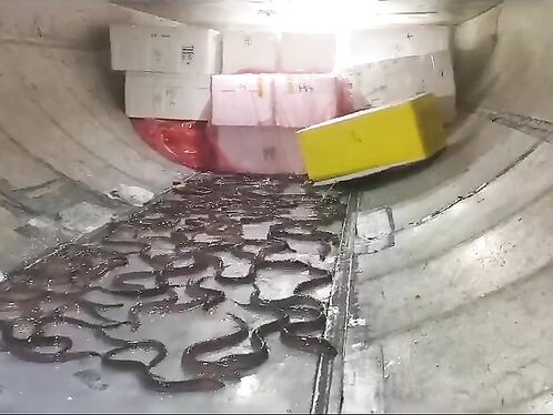 Well, Who Brings A Bunch Of Eels On A Plane?