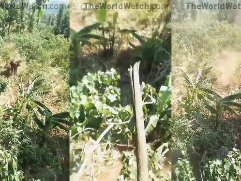 The Elephant And The Dwarf Man Was Killed