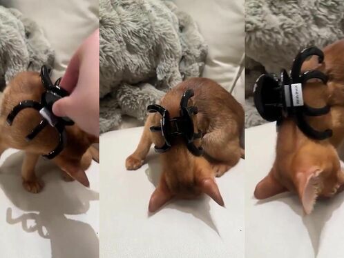 Does This Actually Work?