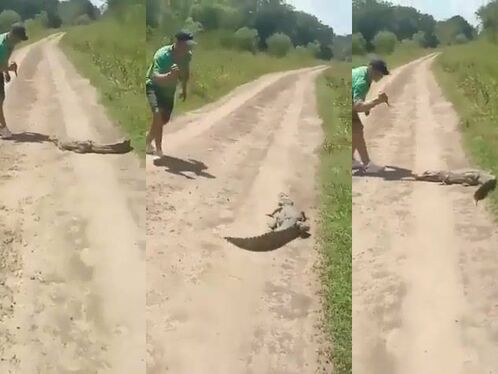 Alligator With Meat Between Its Teeth