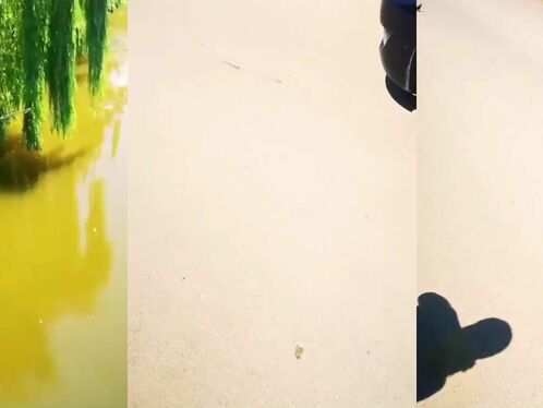 Fish Had A Car Accident