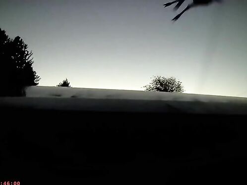 I Definitely Outran This Deer And My Car A Few Months Ago