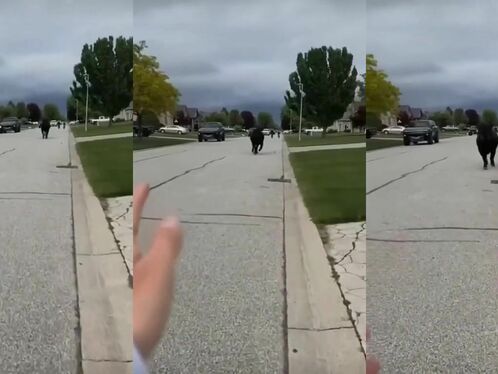 Woman Trying To Calm A Cow