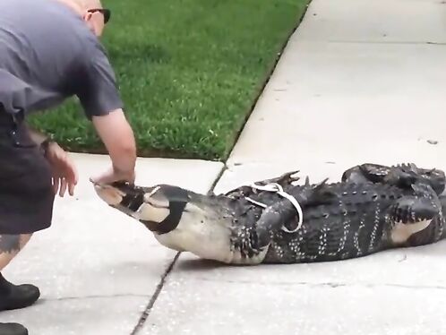 Knocked Down By A Crocodile