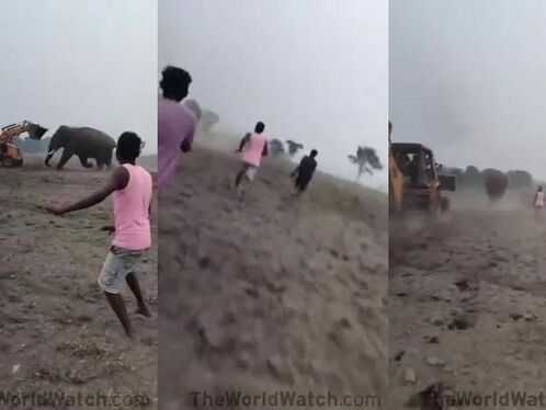 Elephant Challenge Excavator