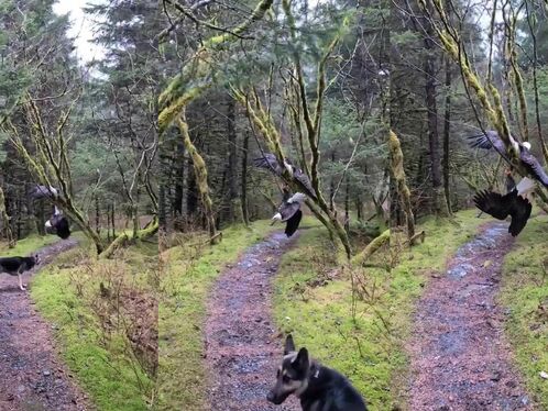 A Man And His Dog With Two Bald Eagles And Their Talon Traps