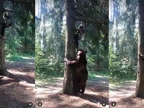 Hiker's Encounter With A Bear