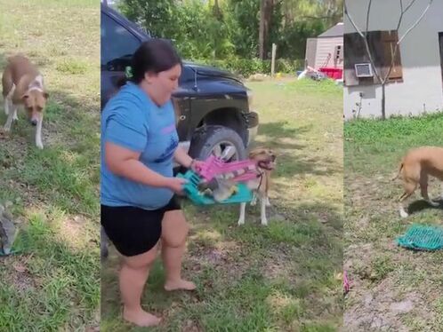 A Girl Tries To Move An Iguana Using A Rake