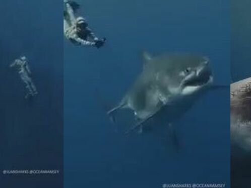 Great White Shark Swimming Next To A Diver