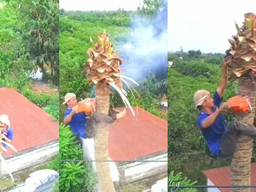 No Ropes, No Gloves, No Shoes. Vietnamese Farmers Saw Down Old Coconut Trees.