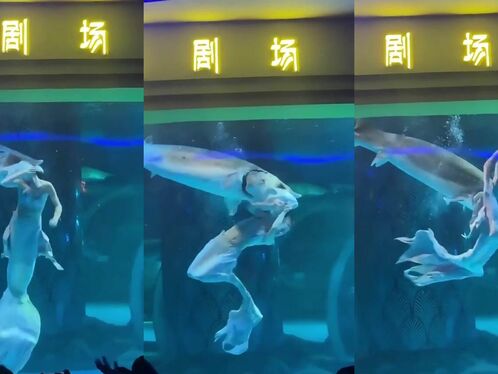 Swimming Next To A Big Fish, Looking Like A Big Fish