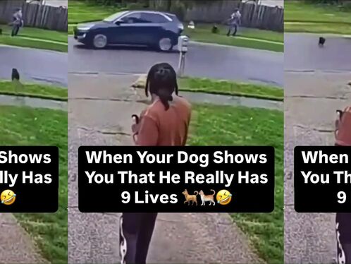 Cause Your Human To Have A Heart Attack