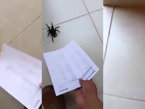 Ways To Save Spiders