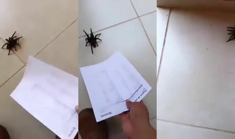 Ways To Save Spiders