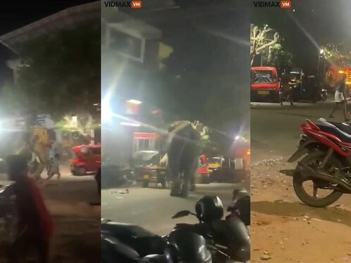 Elephant Goes Berserk During Ceremony In Front Of Mosque