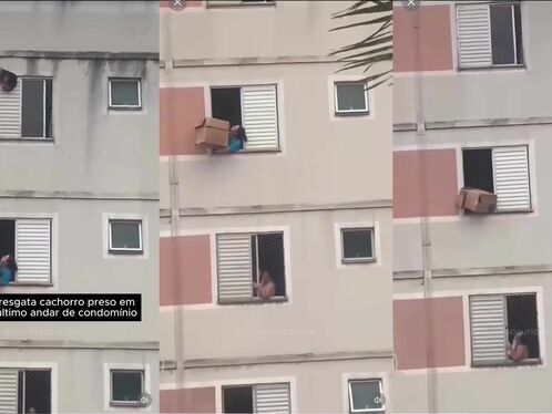 Cardboard Heroine Saves Dog From Falling Danger