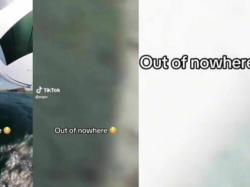 Whales Don't Like You On Their Turf.