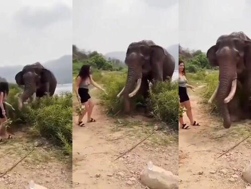 This Is A Wild Elephant, Not A Domestic Dog.