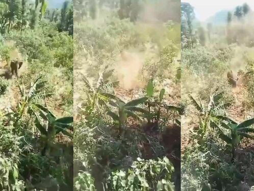 Elephants Are Very Scary When They Are Angry