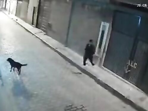 Trying To Kick A Dog