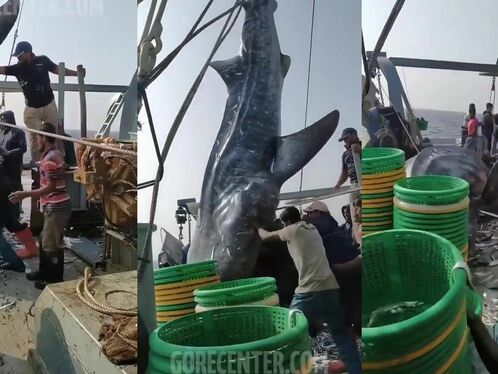 Shark Attacks Fisherman