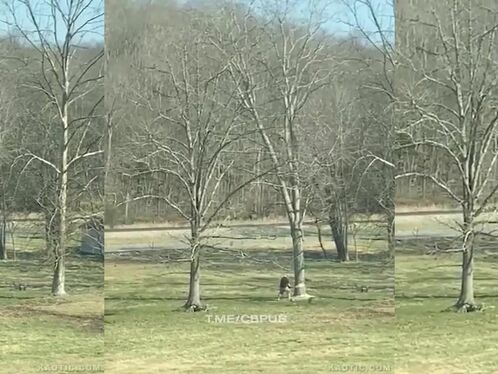 Failed To Escape Along The Falling Trajectory