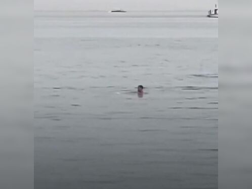 A Man Swims In Shark-infested Waters. I Wonder What Happens.