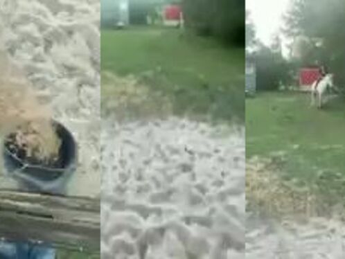 Riding A Hungry Horse