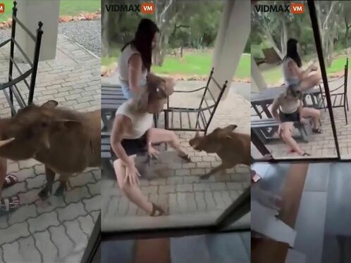 Why You Shouldn't Pet A Warthog