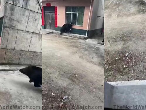 Chinese Woman Attacked By Wild Boar