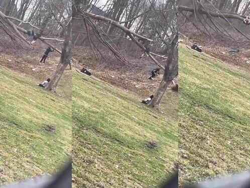 Destroy A Tree By Jumping