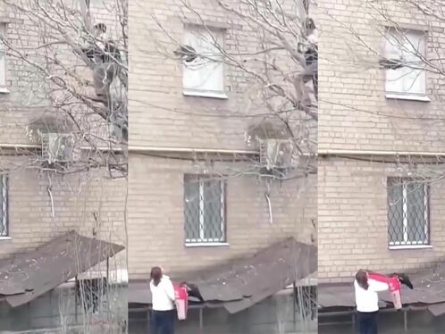 Get The Cat Down From The Tree