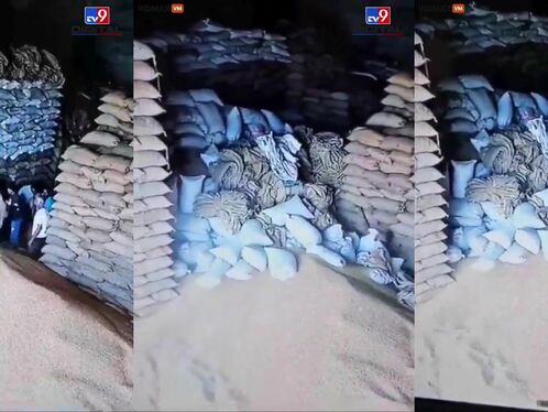 Shocking Video Shows A Wall Made Of Grain Sacks Collapsing, Killing A Man.