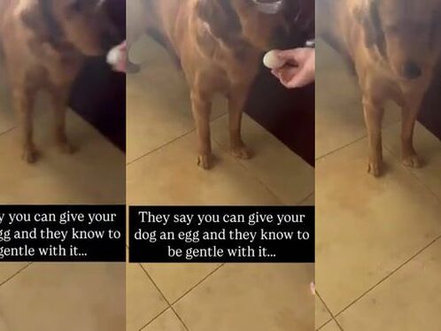 Give The Dog An Egg