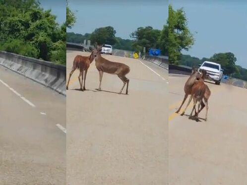 The Two Deer Were Busy With Their Typical Deer Activities.