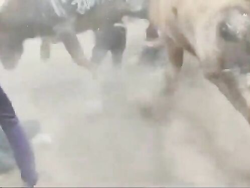 What Might Go Wrong When Watching Bullfighting On WCGW?