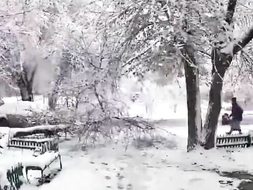 Dangers Posed By Snow On Trees