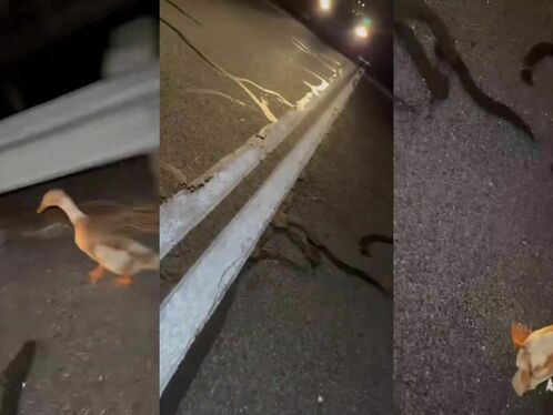 A Man Was Hit By A Car While Observing A Wandering Duck.
