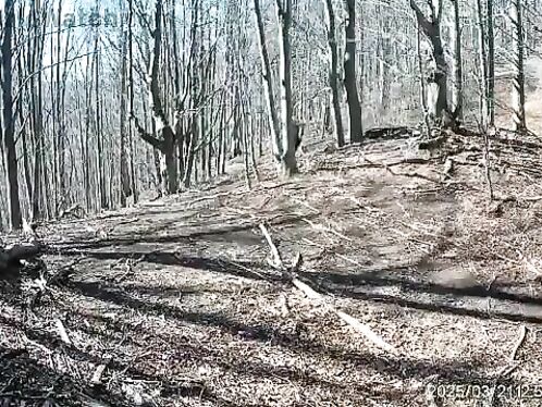 Man Defends Himself With An Axe After Being Attacked By Bear