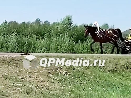 Horse Accident