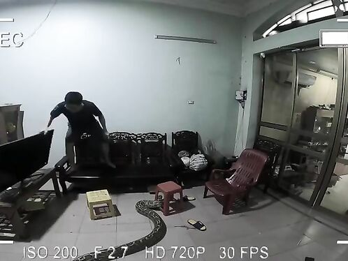 Python In The Living Room