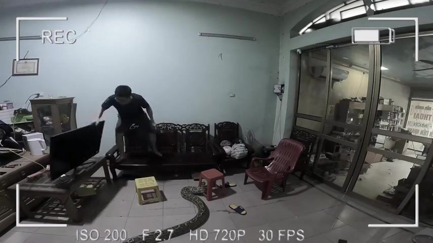 Python In The Living Room